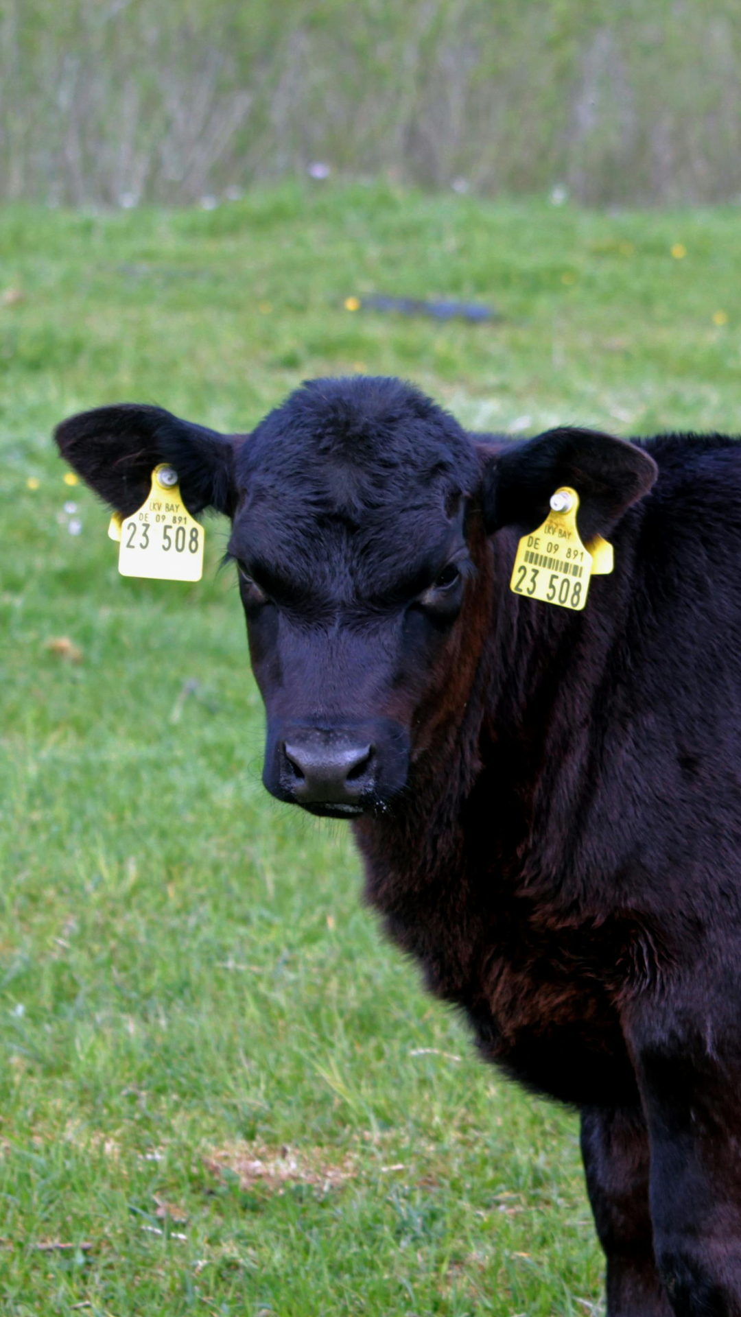 What drives methane in cattle?